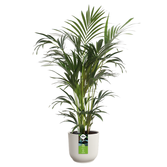 all-in-1 vibes rond 25 + swi 24 blanc lin